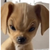 Reações animais  14