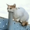🐈‍⬛🐱🧶 GATOS | CATS 🧶🐱🐈‍⬛ 7