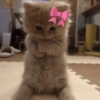 Gatinhos 6