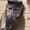 Monkey 🐒 6