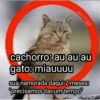 MACINTOSH 1984 cachorro: au au au gato: miauuuu sua namorada daqui 2 meses: "precisamos dar um tempo