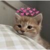 Meme kucing 11