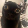 REAÇÕES DE GATOS 23