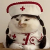 Cat cute  8