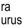 ra urus