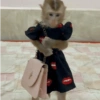 Macaco fofinho 11