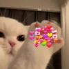 Gatitos Amor 😍 21