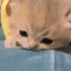 Gatitos. | @ocenferios  Haki. 5