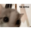 te amo