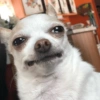 Chihuahua 😆 7