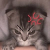 🌈🐈‍⬛✨️Gatos Funny Mood✨️🐈‍⬛🌈 6