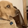 ANIMAIS ALEATÓRIOS 11