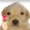 Animais com Emoji de Flor 🌹 5