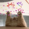 Gatitos Amor 😍 23