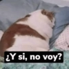 ANIMALITOS VARIADOS 🌸🐽 6