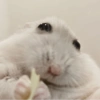 Rata triste Hámster Meme 🐹 5