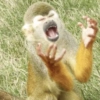 Memes macaco 5