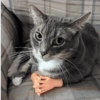 Gatinhos 🐱  5