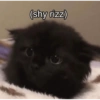 CatscatacatsDIECI 24