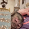 Monkey 🐒 24