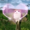 Meowl meme cat🐱✨ 11