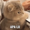 APA LU