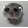 Hamster desesperado 14