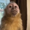 Monkey 🐒 9