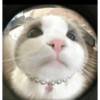 Cat 16
