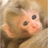 Reaja com macacos fofos 🙈 11