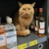 Gatitos Viciosos 🍻🥃 18