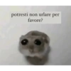 Hamster desesperado 16