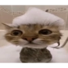 CatscatacatsDIECI 25