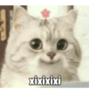 Meme kucing 1 5