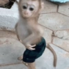 MIQUITOS 10