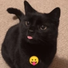 Kucing hitam meme 8