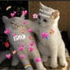 Gatitos con corazones 11