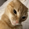 REAÇÕES DE GATOS 24