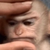 Monkey 🐒 17