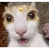 Kucing gemas 7