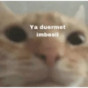 Ya duermet imbesil