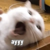 ayyy