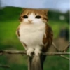 Meowl meme cat🐱✨ 14