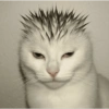 Meme kucing 7