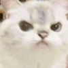 Miau 🗣️ 6