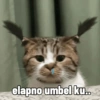 Meme kucing 1 18