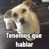 Cosas de Perritos 2🤎🐶✨ 15