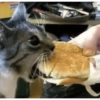 PEAKER