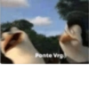 Ponte Vrg