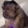 Monkey 🐒 15
